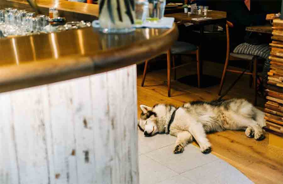 cabañas pet friendly tapalpa